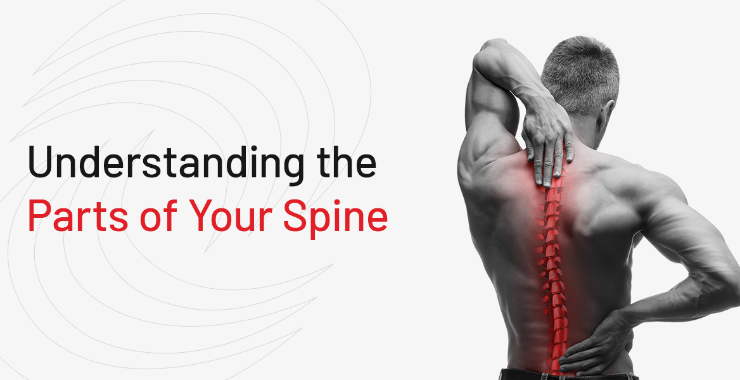 understanding the spine